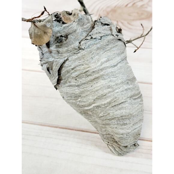 Large Real Hornet's Nest Hive Paper Wasp Bee Decor From Utah Mountains 10" x 6" - Picture 5 of 11